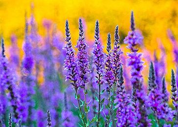 史克威尔《新美妙世界》发行预告片公布