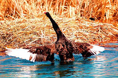 消息显示《神奇女侠》游戏计划在2026年推出